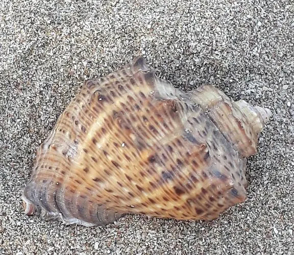 Къща за гости Style Place Китен